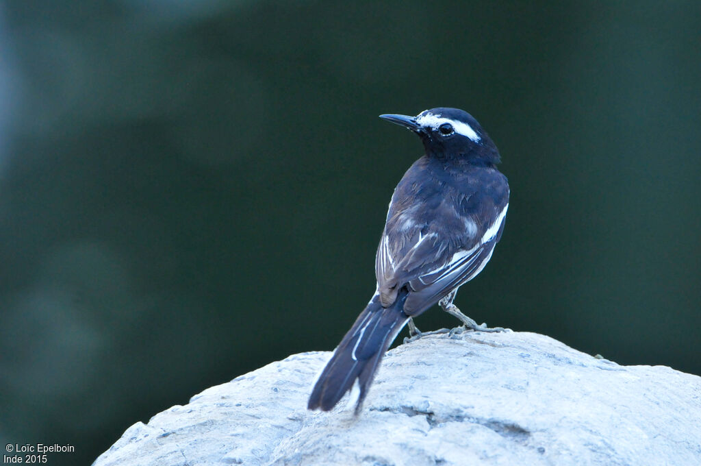 White-browed Wagtail