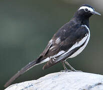 White-browed Wagtail