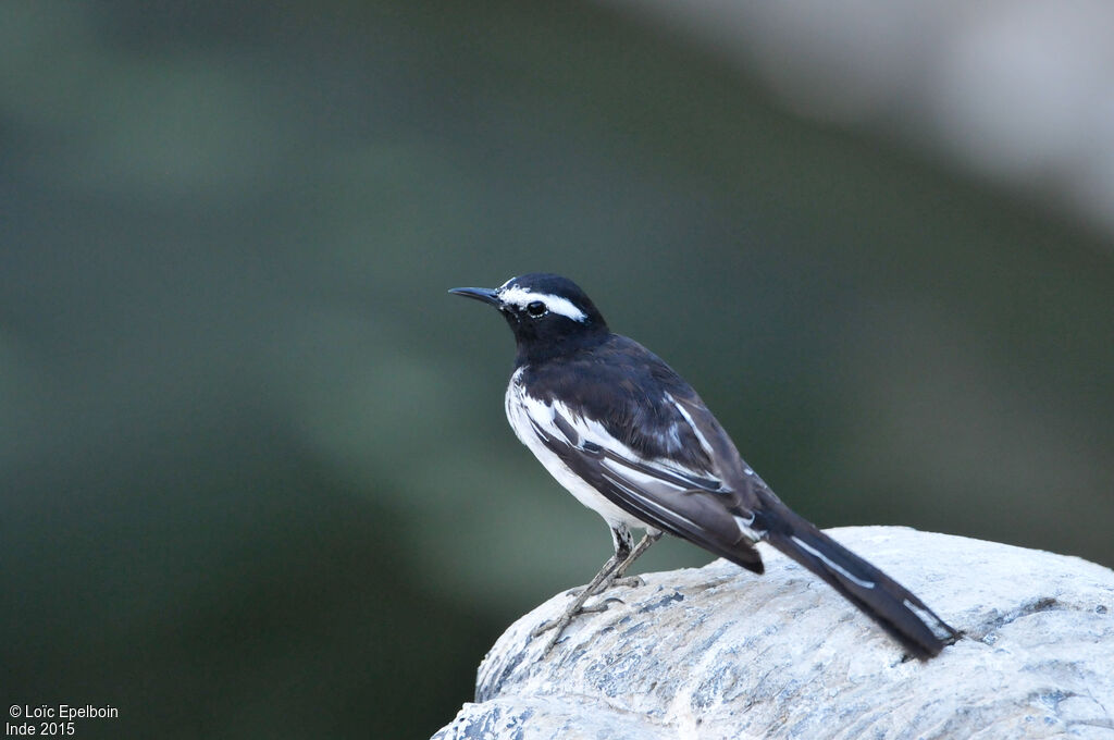 White-browed Wagtail