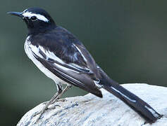 White-browed Wagtail