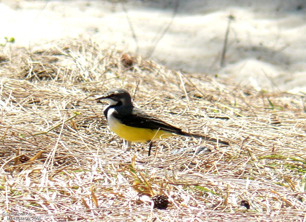 Madagascar Wagtail