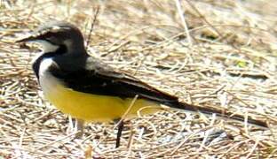 Madagascar Wagtail