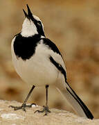 African Pied Wagtail