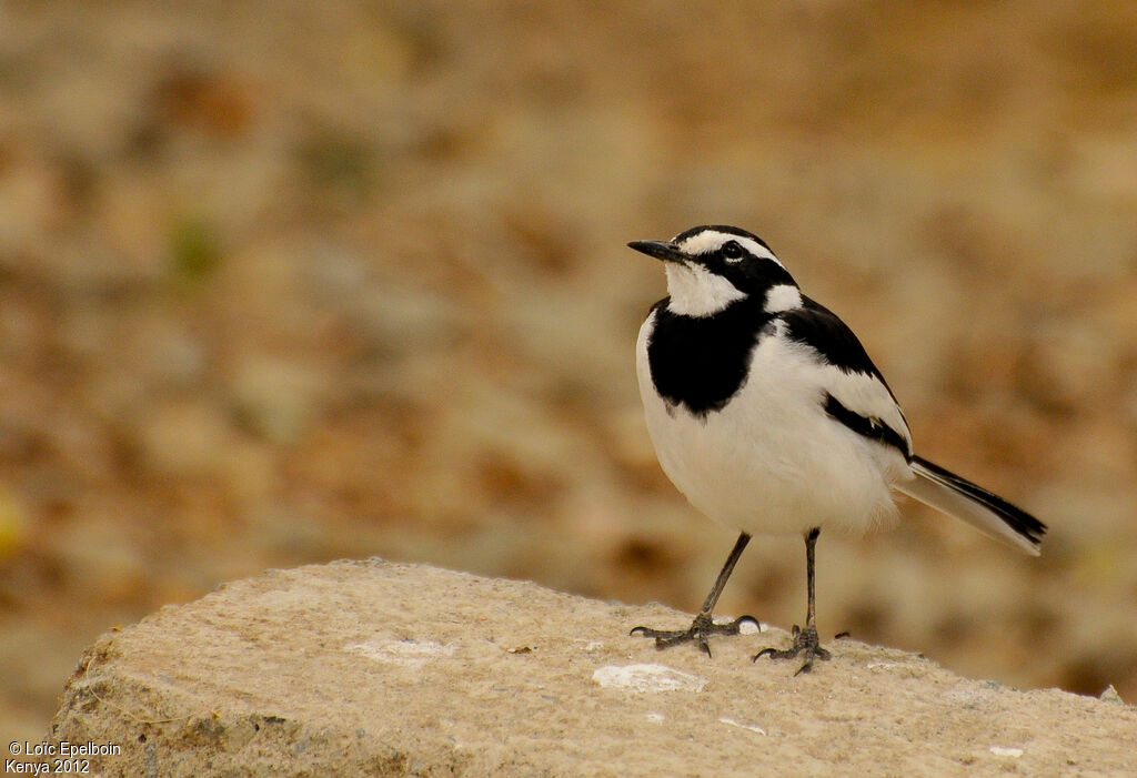 African Pied Wagtail