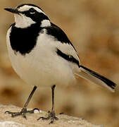 African Pied Wagtail