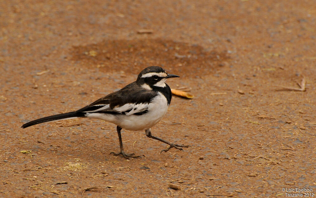 African Pied Wagtail