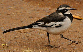 African Pied Wagtail