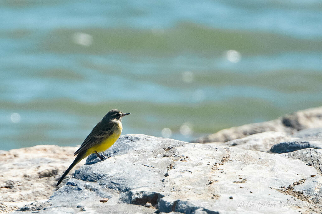 Western Yellow Wagtail