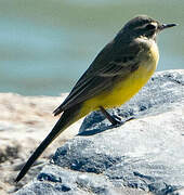 Western Yellow Wagtail