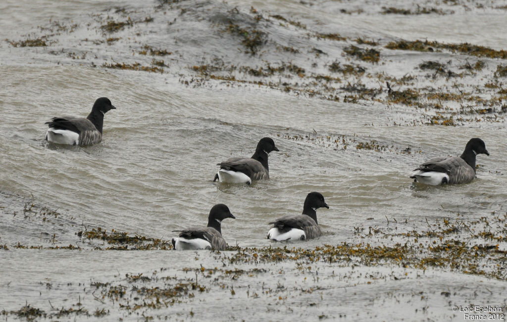 Brant Goose