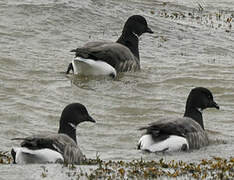 Brant Goose