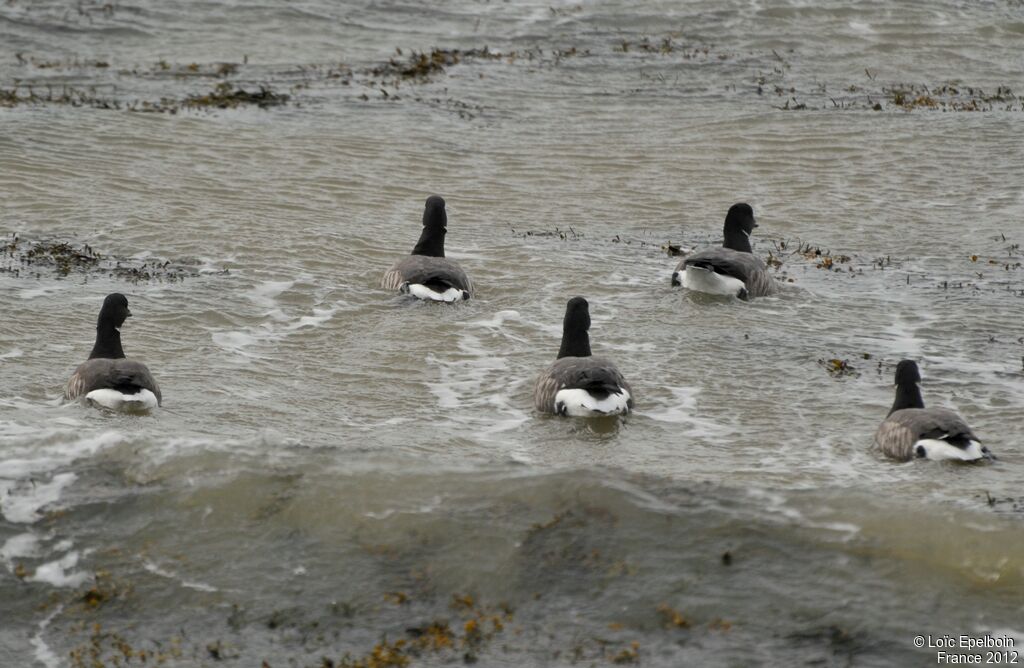 Brant Goose