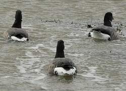 Brant Goose