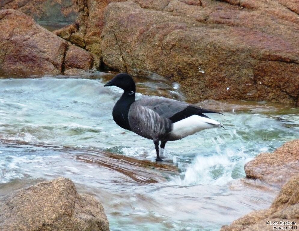 Brant Goose