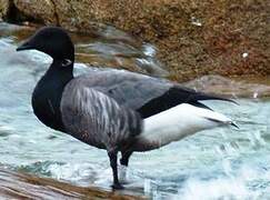 Brant Goose