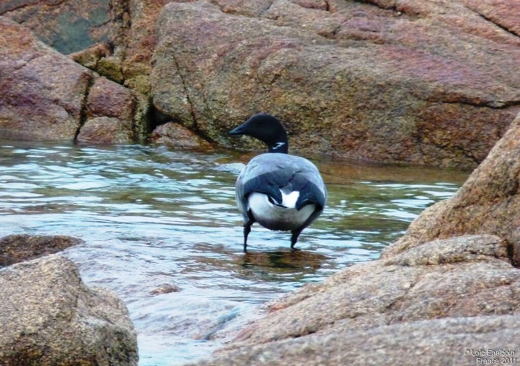 Brant Goose