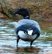 Brant Goose