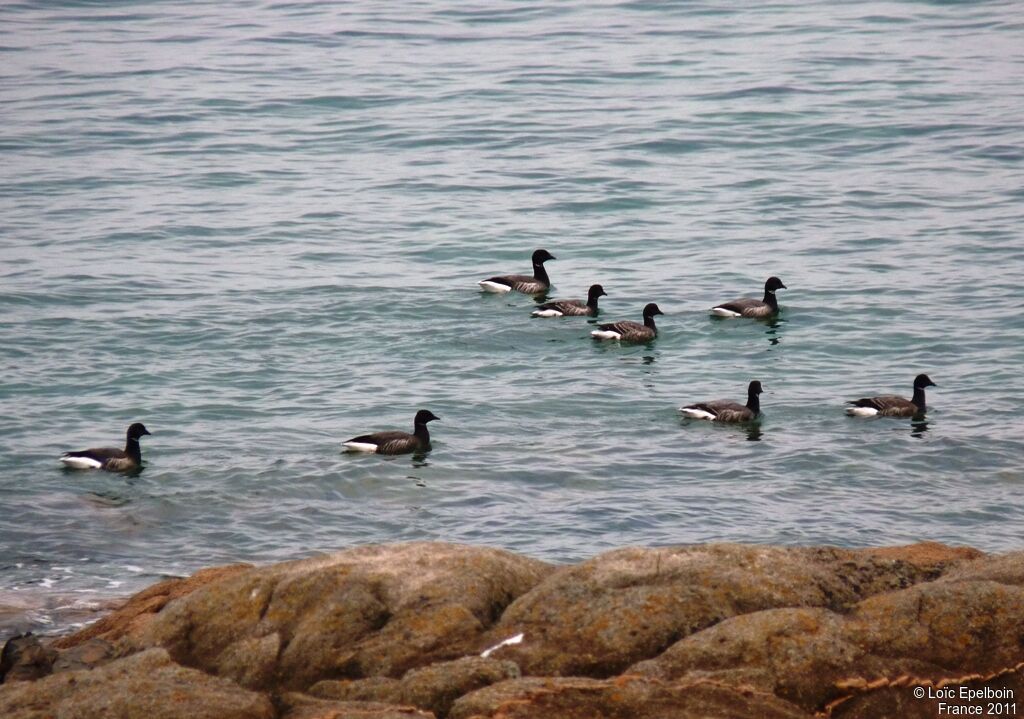 Brant Goose