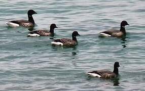 Brant Goose