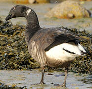 Brant Goose