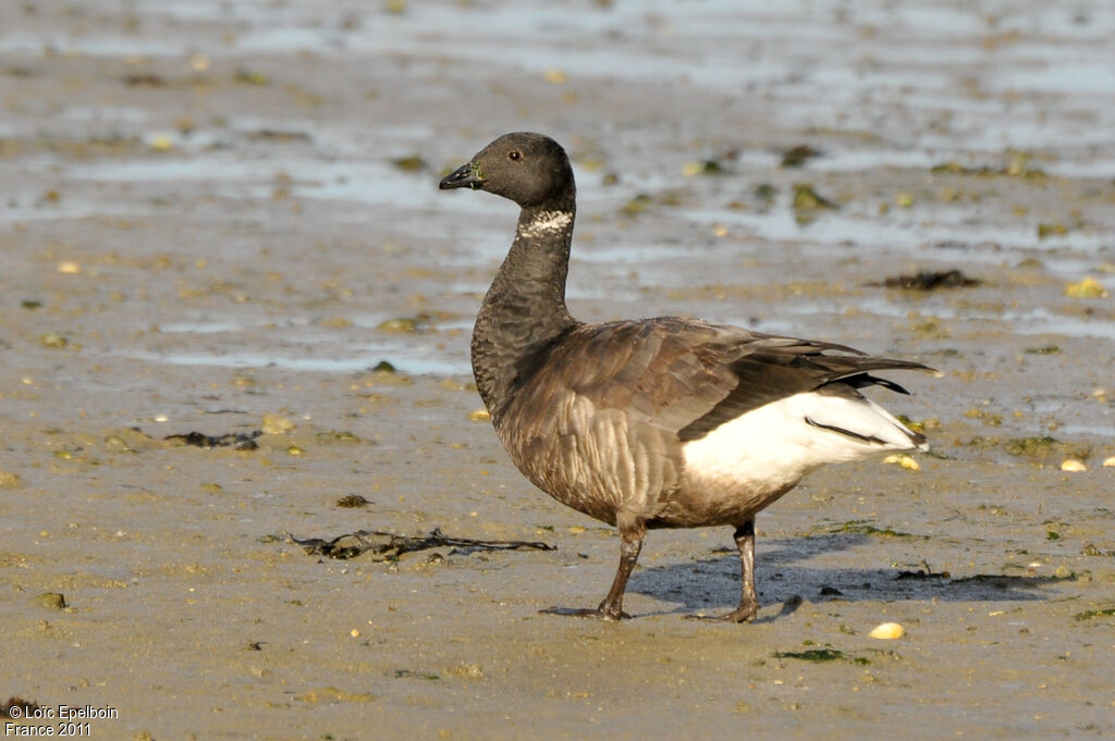 Brant Goose