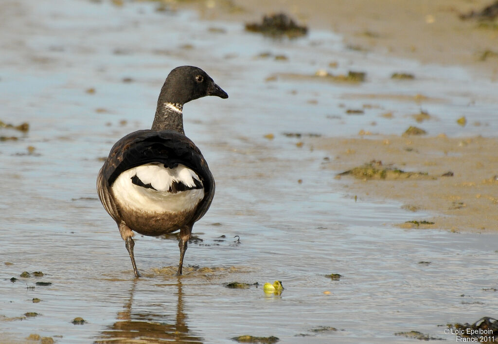 Brant Goose