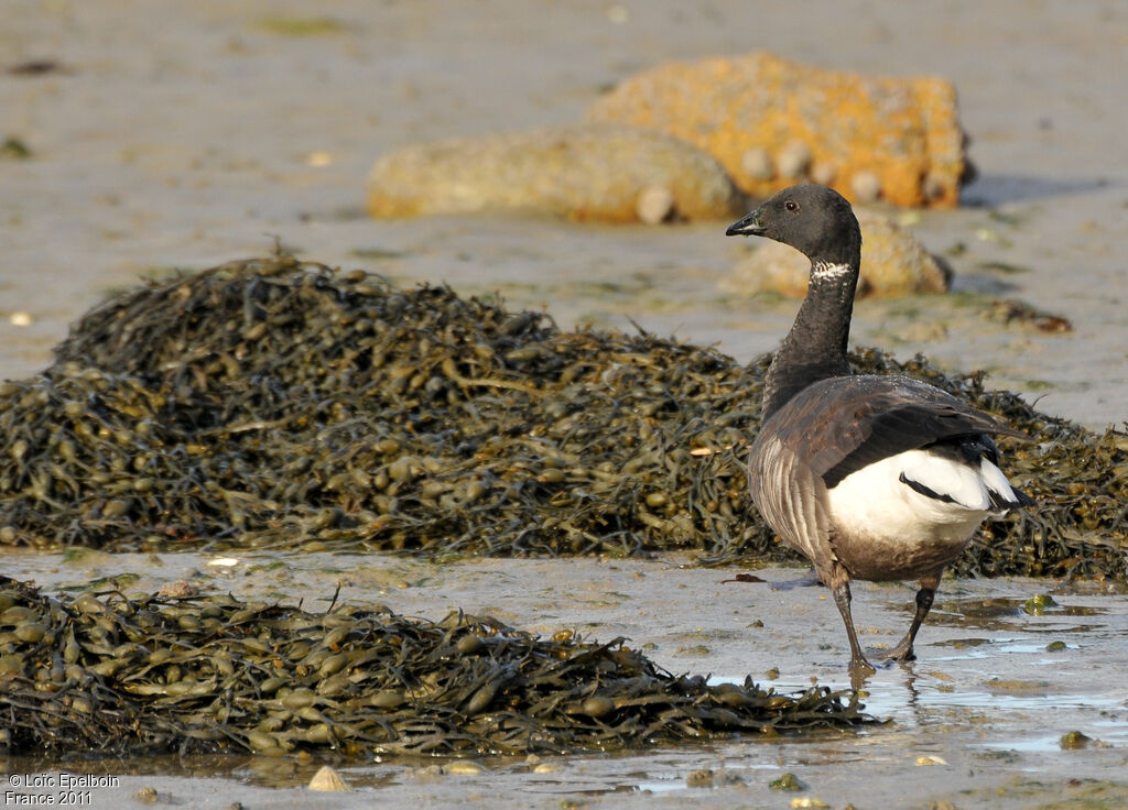 Brant Goose