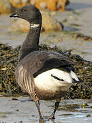 Brant Goose