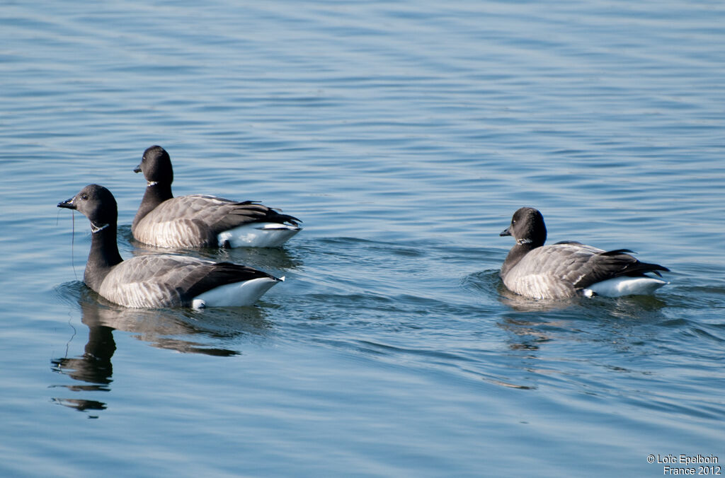 Brant Goose