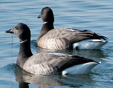 Brant Goose