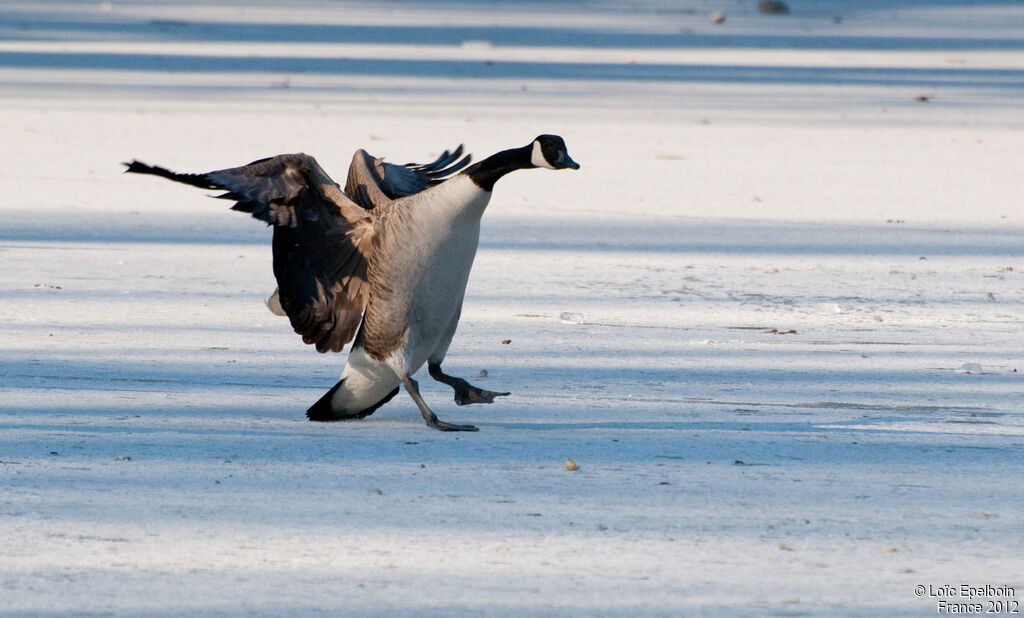 Canada Goose