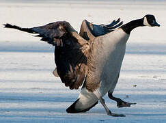 Canada Goose