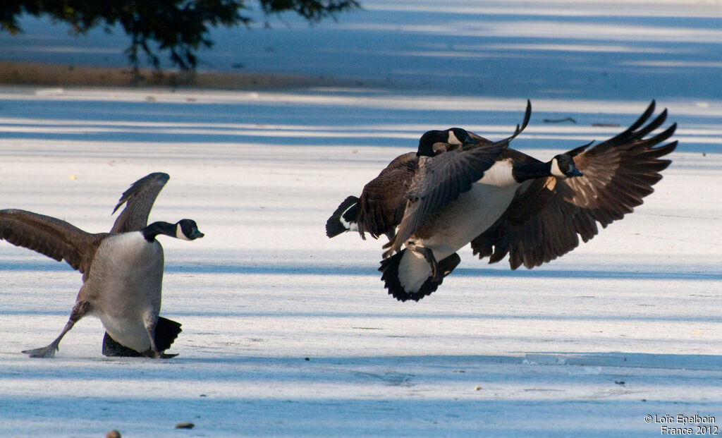 Canada Goose