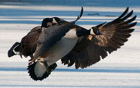 Canada Goose