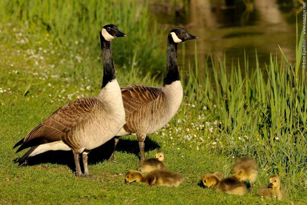 Canada Goose