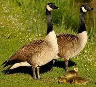 Canada Goose