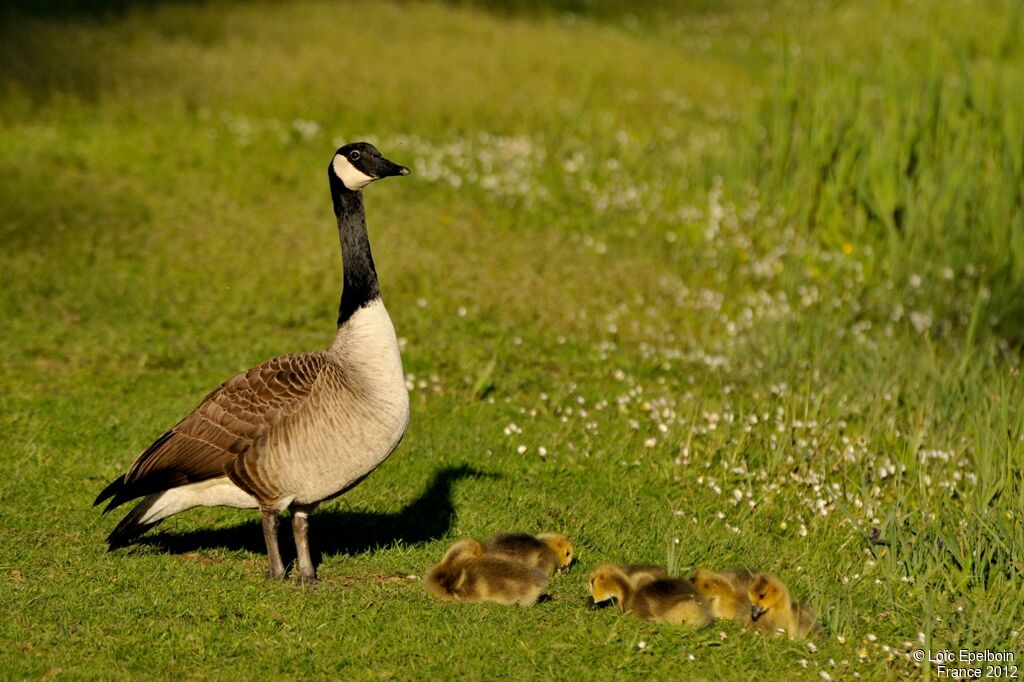 Canada Goose