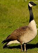 Canada Goose