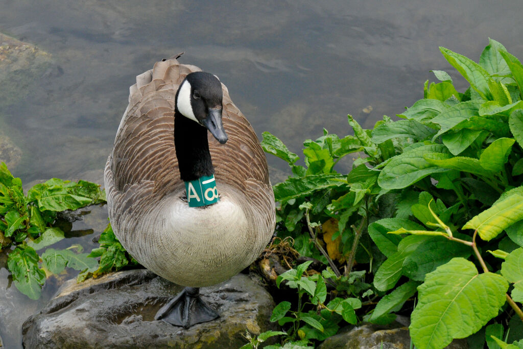 Canada Goose