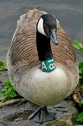 Canada Goose