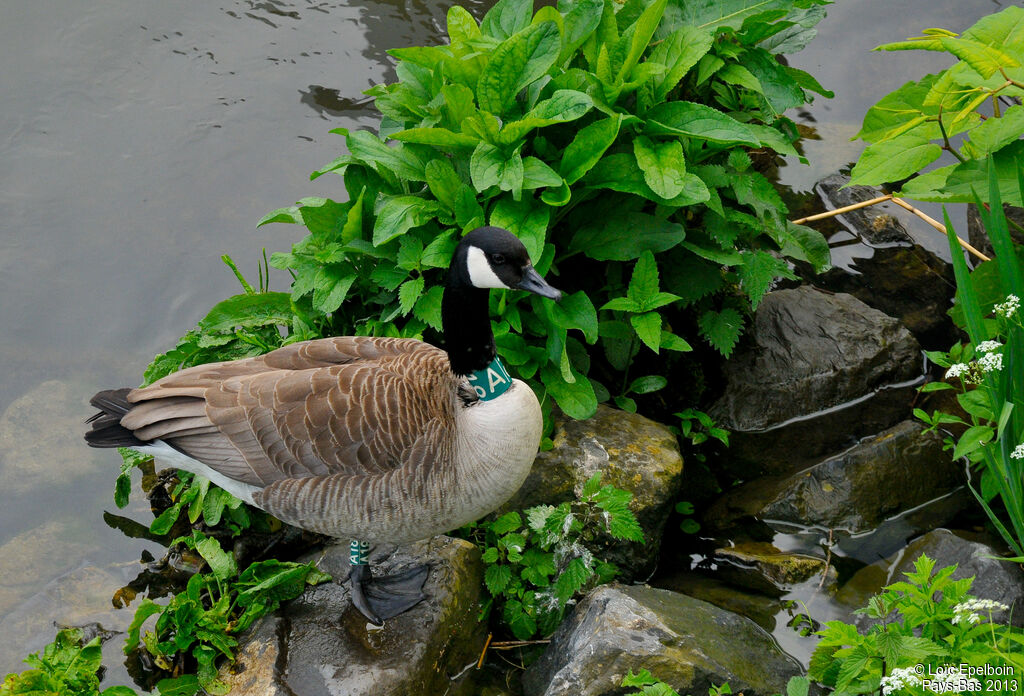 Canada Goose