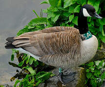 Canada Goose