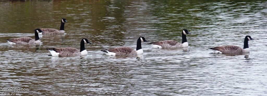 Canada Goose