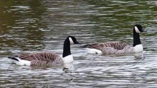 Canada Goose