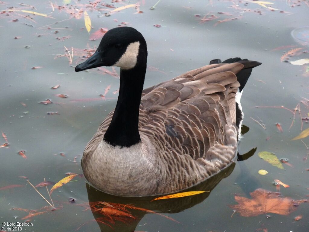 Canada Goose