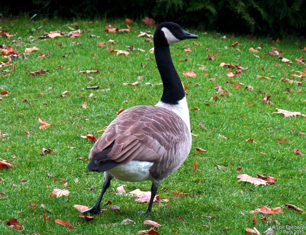 Canada Goose