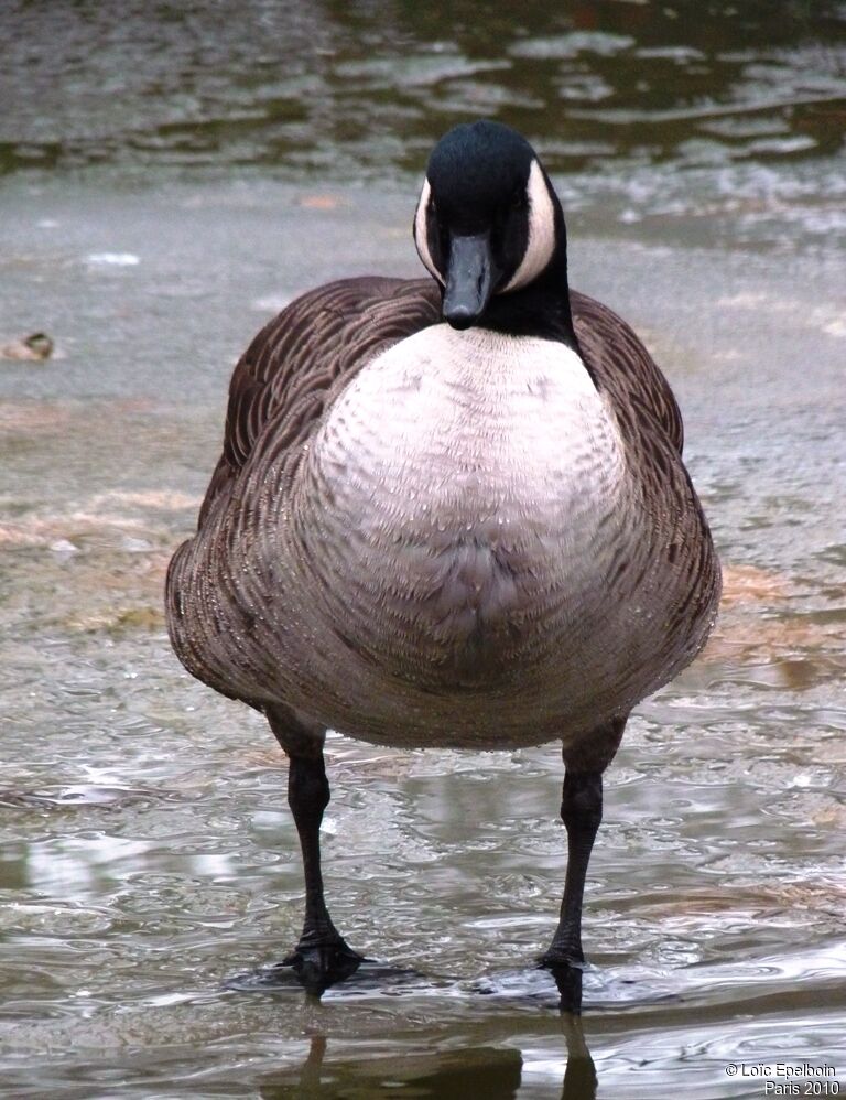 Canada Goose