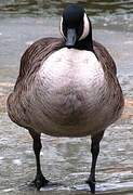 Canada Goose