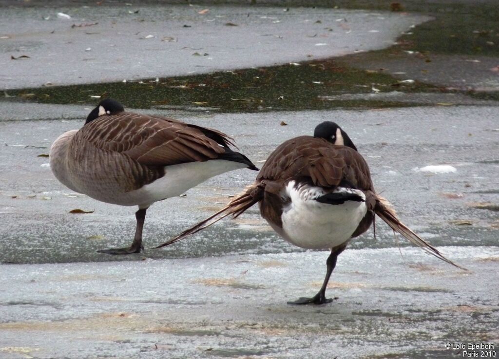 Canada Goose