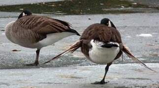 Canada Goose